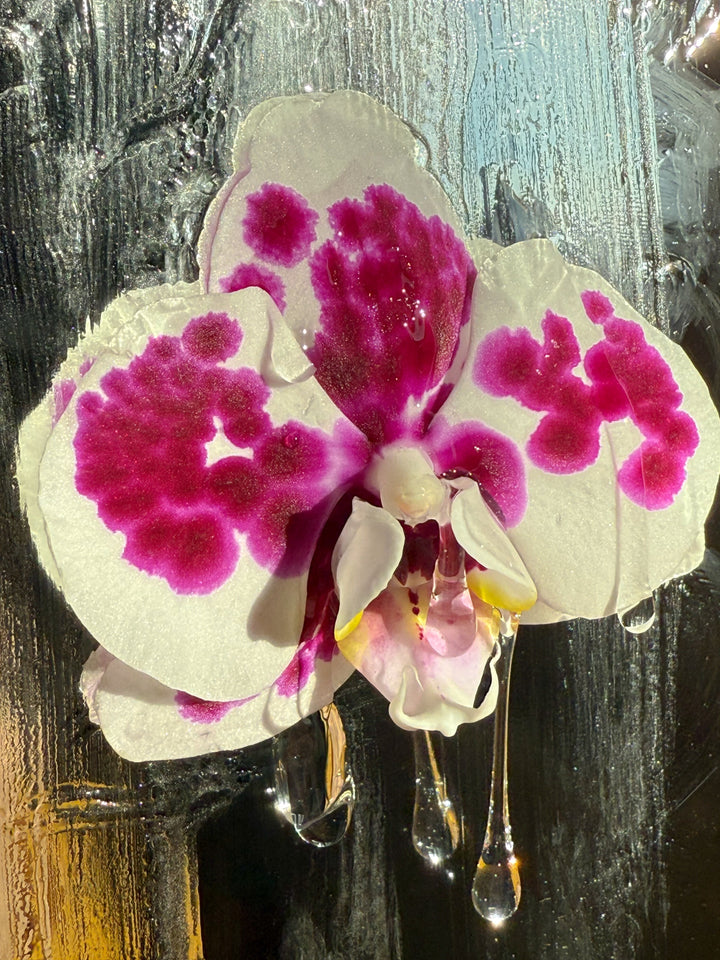 Lubrificante intimo che cola da un fiore 